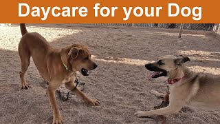 Dog TV Daycare #27