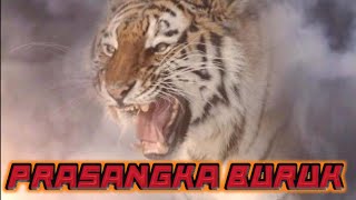 Story wa macan putih 2021 ||PRASANGKA BURUK||.