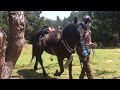 Randonnées à cheval dans les Pyrénées été 2017 - www.cheval-en-pyrenees.com
