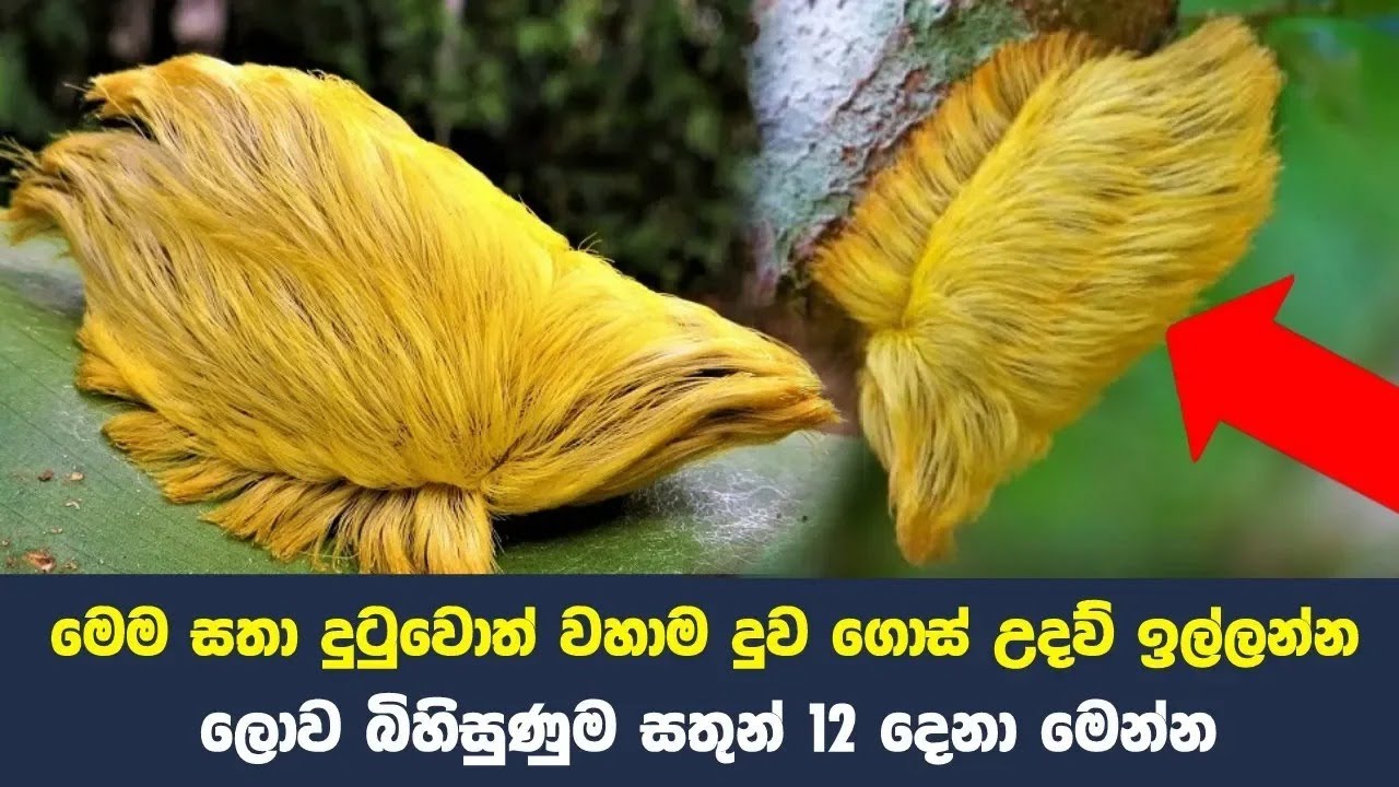 ලොව බිහිසුණුම සතුන් 12 දෙනා මෙන්න | Never Touch These 12 Animals