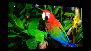 Review 150Inch Top 4K White Screen Sony 268 Projector