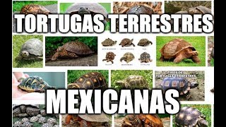 5 tortugas terrestres que habitan en México