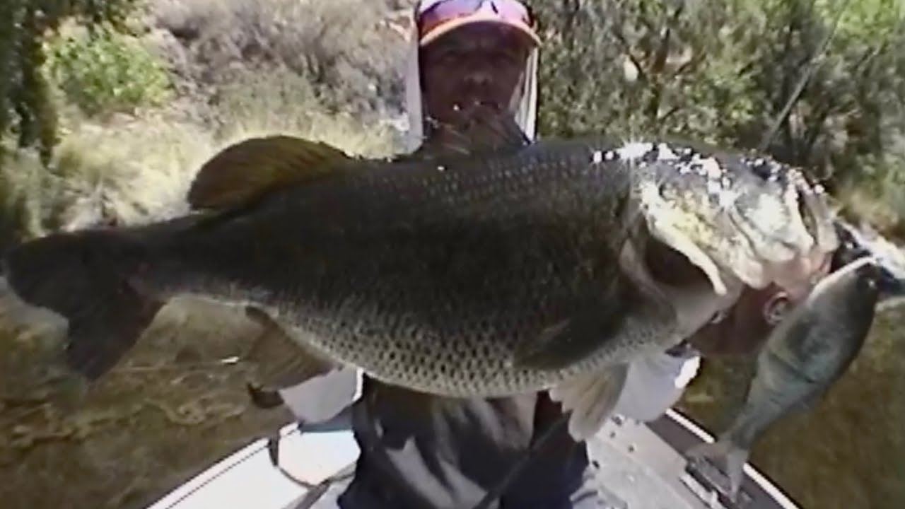 86 Baits 