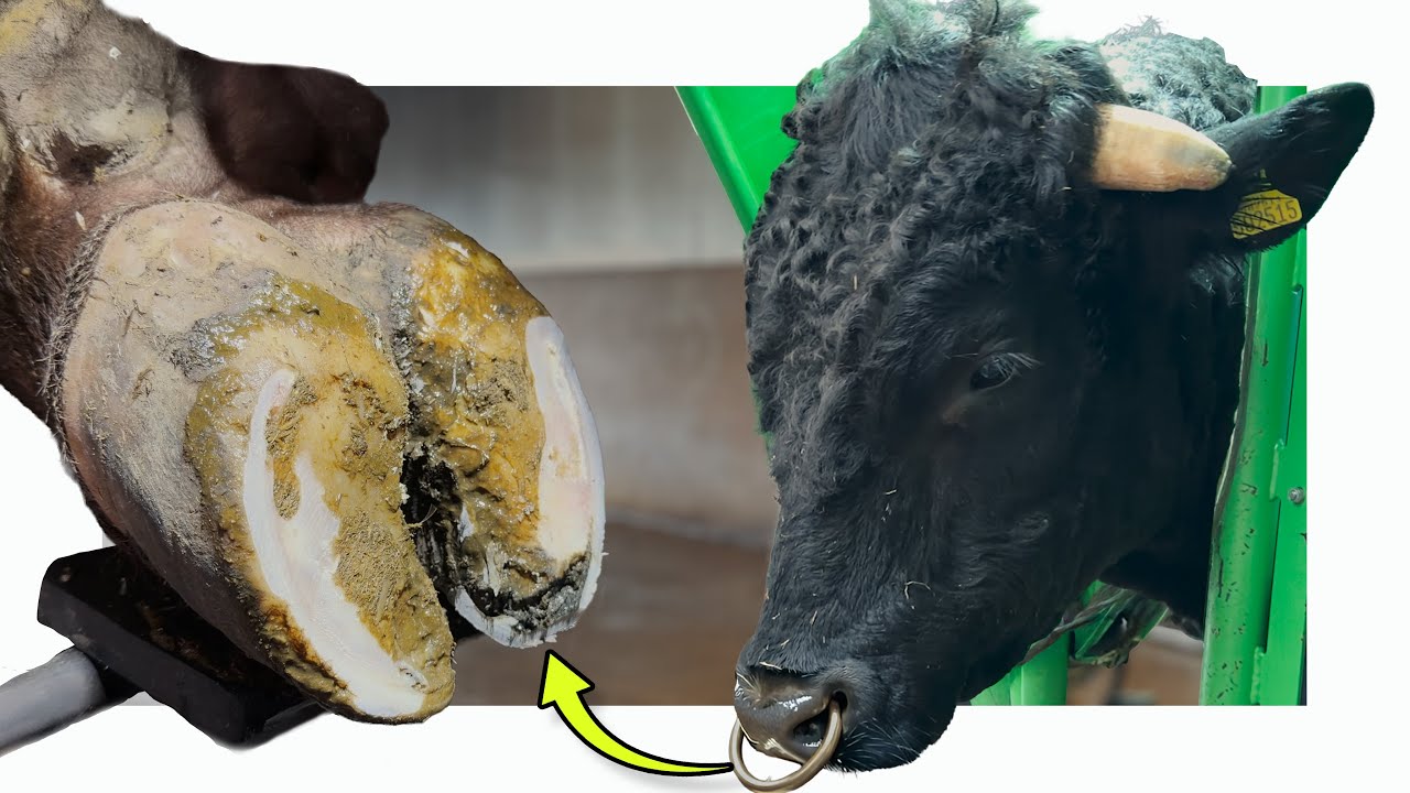 Cream o Galloway финал ноября