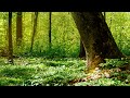 Sounds of the spring forest and relaxing birdsong for sleep. 3 hour video.