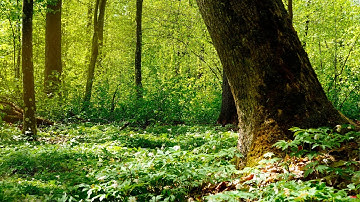 Sounds of the spring forest and relaxing birdsong for sleep. 3 hour video.