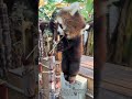Red panda core #fyp #cute #foryou #redpanda