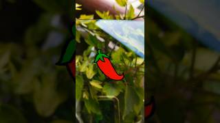 Red Chilli ?️ glass painting ? ll youtubeshorts ytshorts viral painting shorts