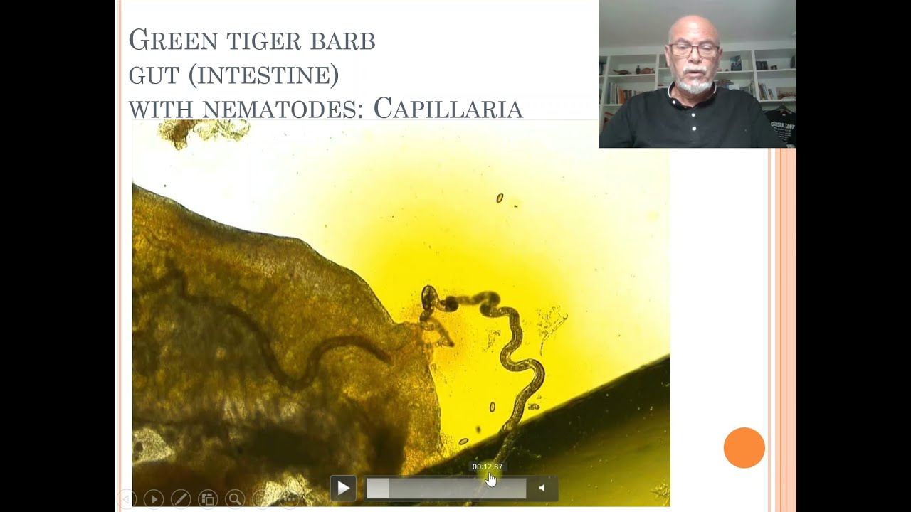 Fish disease case nr. 27 Green Tiger Barb with worm infection