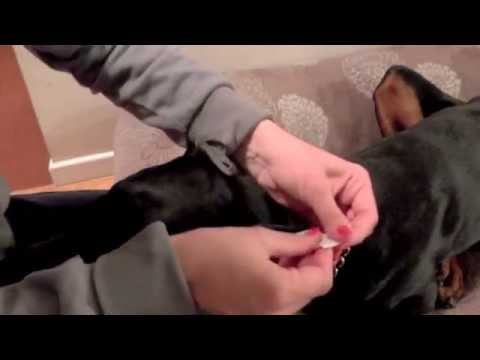 Video: How To Put One Ear On A Dog