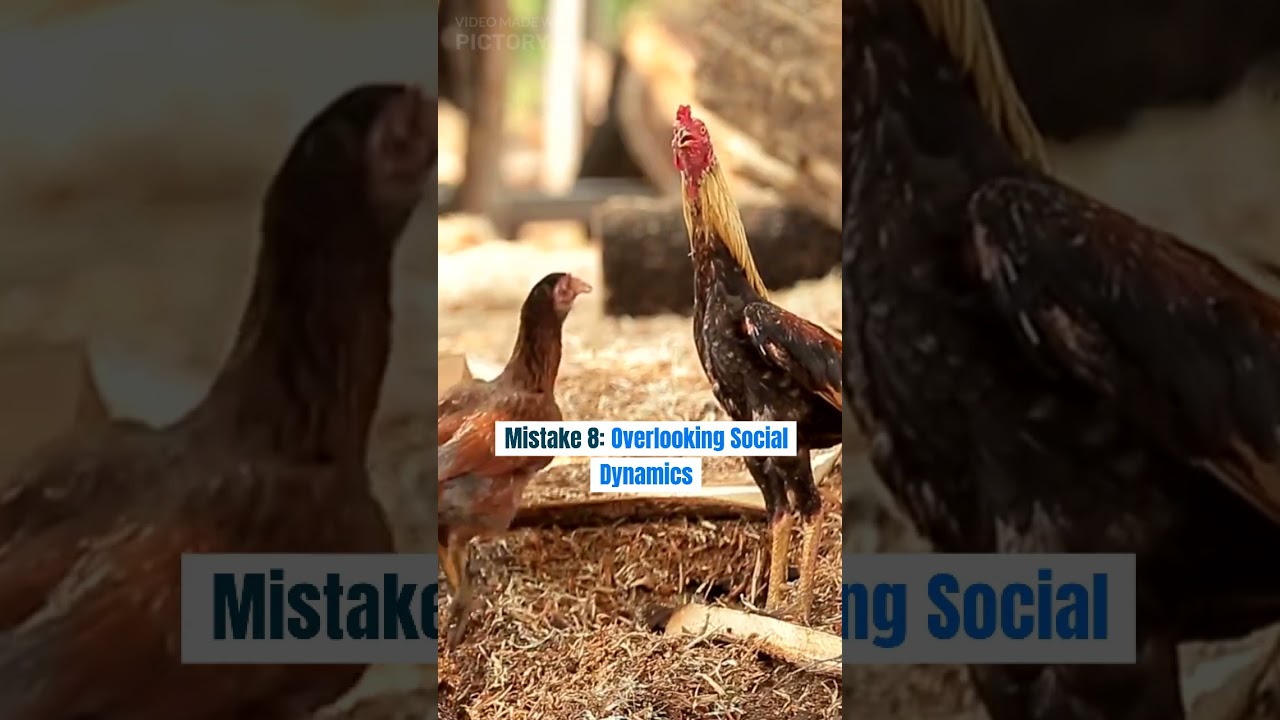 Top10 Brooding Mistakes To Avoid 