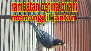 Rambatan doraemon betina memanggil jantan !!!