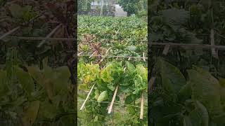 Green Vegetable Fields In Village Areas
