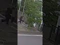 Bear attack caught on camera in Japan
