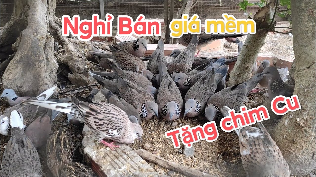 Nghỉ bán Chim cu gáy Giá mềm vì bị Chữi. Chuyển qua tặng-Không bán nữa.