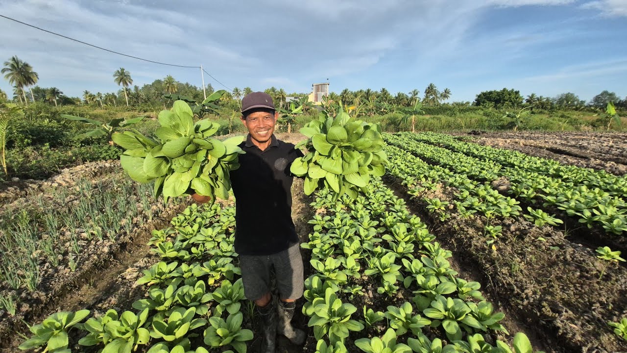 BUAH KETEKUNAN PETANI TRANSMIGRASi ASAL MAGETAN, JAWA TIMUR DI KALIMANTAN UTARA