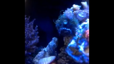 Xenia pulsing on urchins back