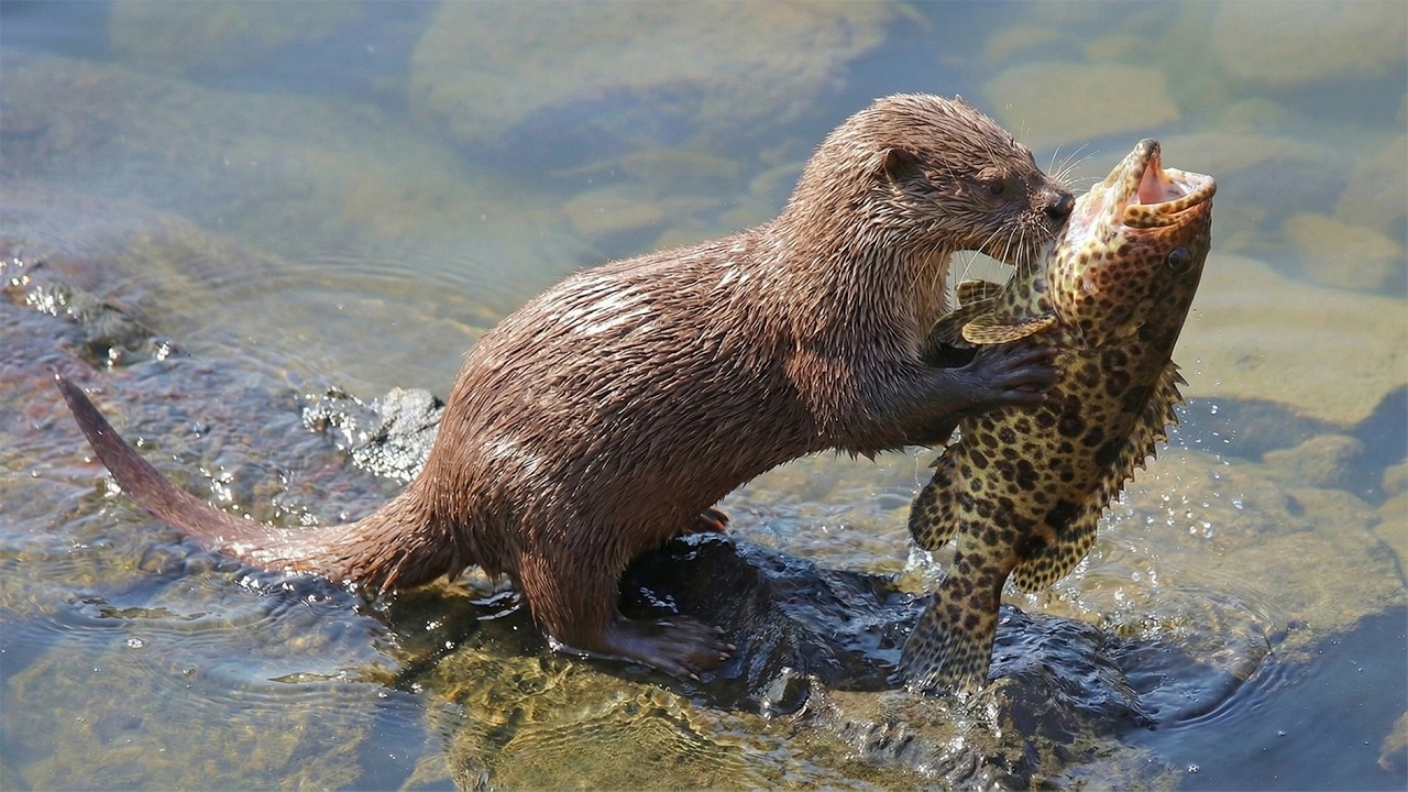 수달의 장난 Otter's playful behavior. 4K   #수달 #otter