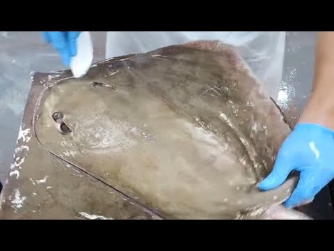 Stringray Getting Cleaned Live )))How to clean a stingray - YouTube