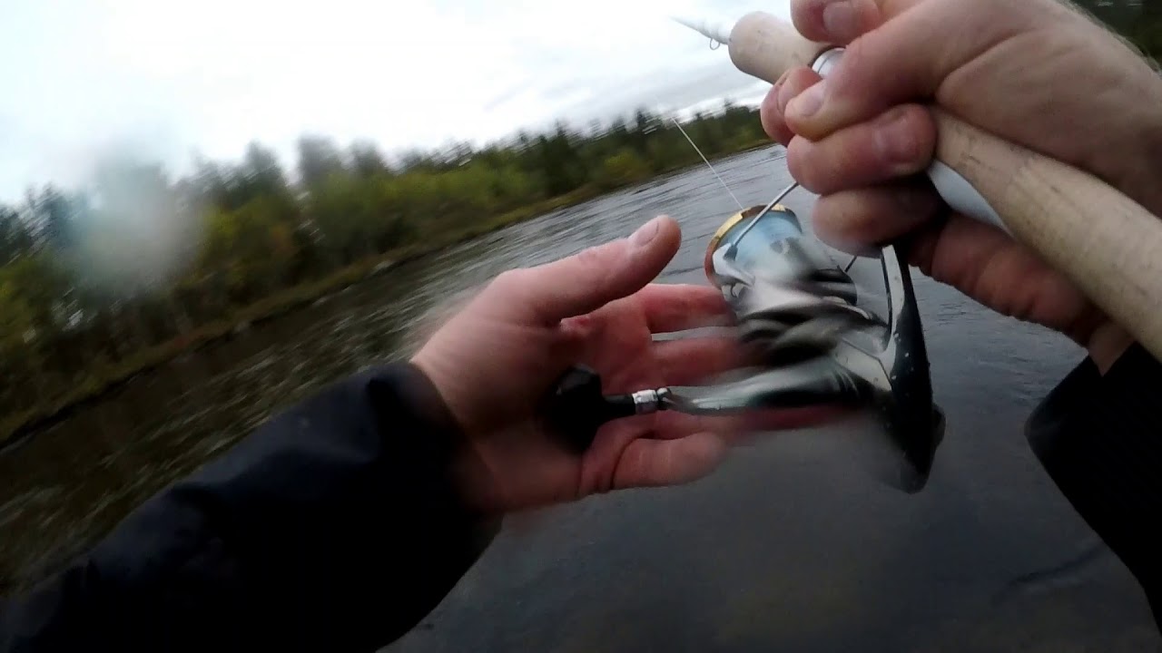 Femundselva ørret 2.6 kg