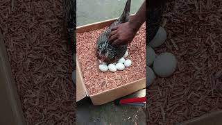 Backyard Chicken Egg Success at Home 🥚🐥for Hatching #shorts