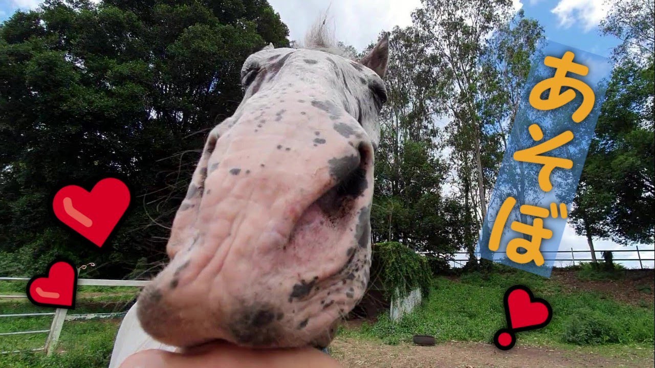 馬と遊んでる気分になれる動画 人懐っこい馬と遊ぶ Youtube