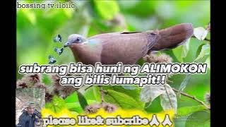 the best na huni ng alimokon 100% effective!!