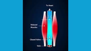 Venous return to the heart