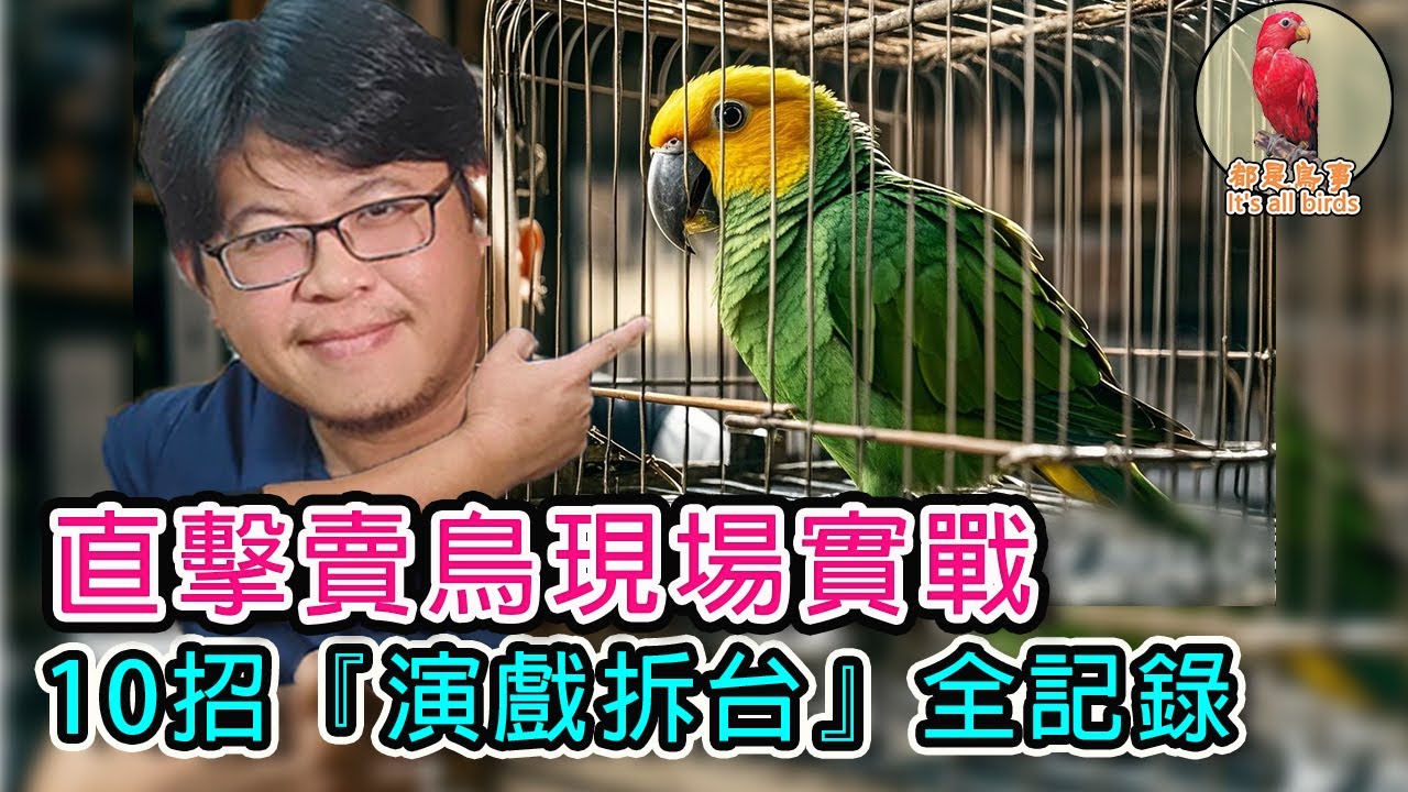 直擊賣鳥現場實戰！10招『演戲拆台』全記錄…同行看完失眠了