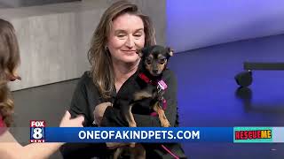 Rescue Me With One Of A Kind Pets