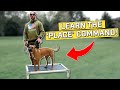 Teach Your Dog PLACE COMMAND! (Step-by-Step Guide)