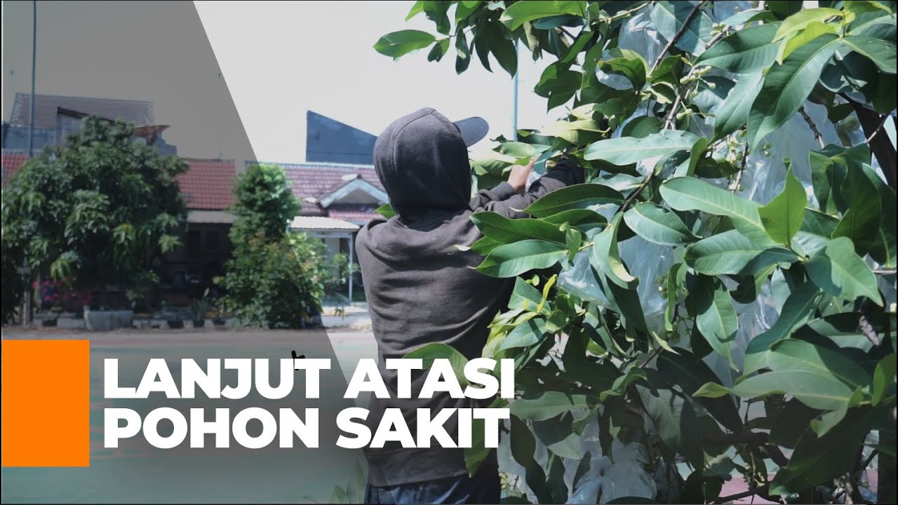 Cara Budidaya Jambu MDH | Penjelasan dan Cara Mengatasi Pohon Yang Sakit  | Video Seri 16 | Part 2