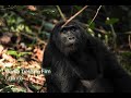Gorilla Trekking Film (Uganda) one minute