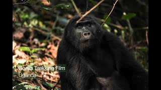 Gorilla Trekking Film (Uganda) one minute by ONE HEALTH PRODUCTIONS 175 views 2 years ago 1 minute, 31 seconds