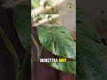 Monstera Mint 🌿 | Soft Variegation Showcase