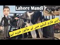 I finally bought this animals for my farm  buying animals for my farm  shahpur kanjra mandi lahore