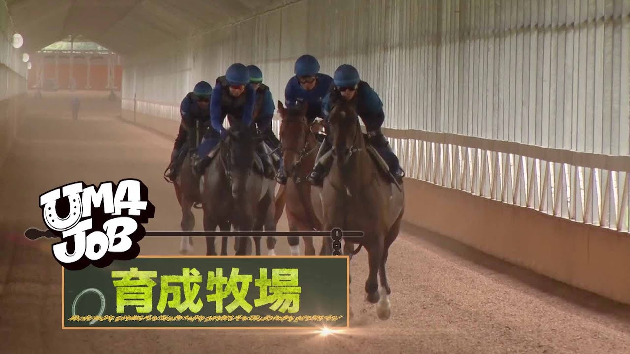 馬と働くお仕事ガイド UMAJOB『育成牧場編』