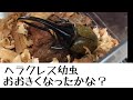 【ヘラクレスヘラクレス】幼虫の成長は!?