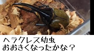 【ヘラクレスヘラクレス】幼虫の成長は!?