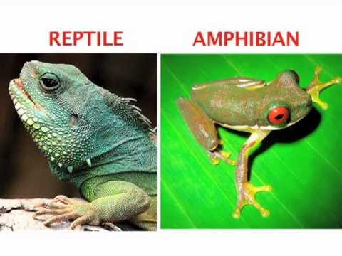 are all amphibians reptiles