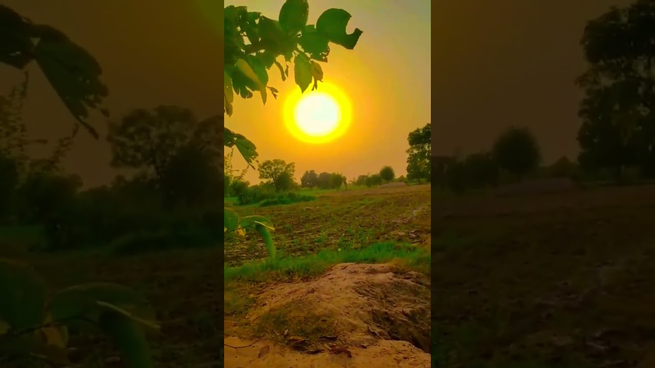 🥀Beautiful Grewia asiatica | Beautiful falsa fruit🍒 and flowers 🌹  
