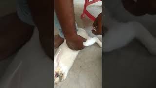 A cat attack on my rabbit 😡