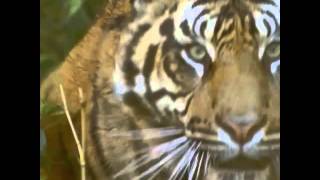 15 Best Animal Vines Of 2015