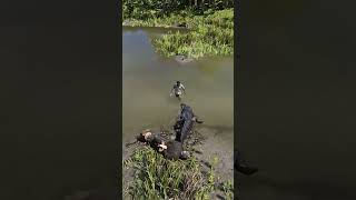 Great Survival Skills V3 Black Crocodiledrags Man Into Water In Rdr2