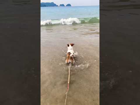 Jack russell terrier and beach. 海犬　ジャックラッセルテリア　 #dog #dogs  #shorts