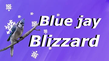 A blue jay struggle | a wildlife documentary
