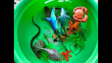 Bé thả các con cá ,con tôm, cá quả ,cá trê , con cua ,con rùa ,con lươn vào bể nuôi.part 10