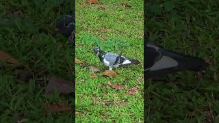 Pigeons having a feast in the garden! 🌿