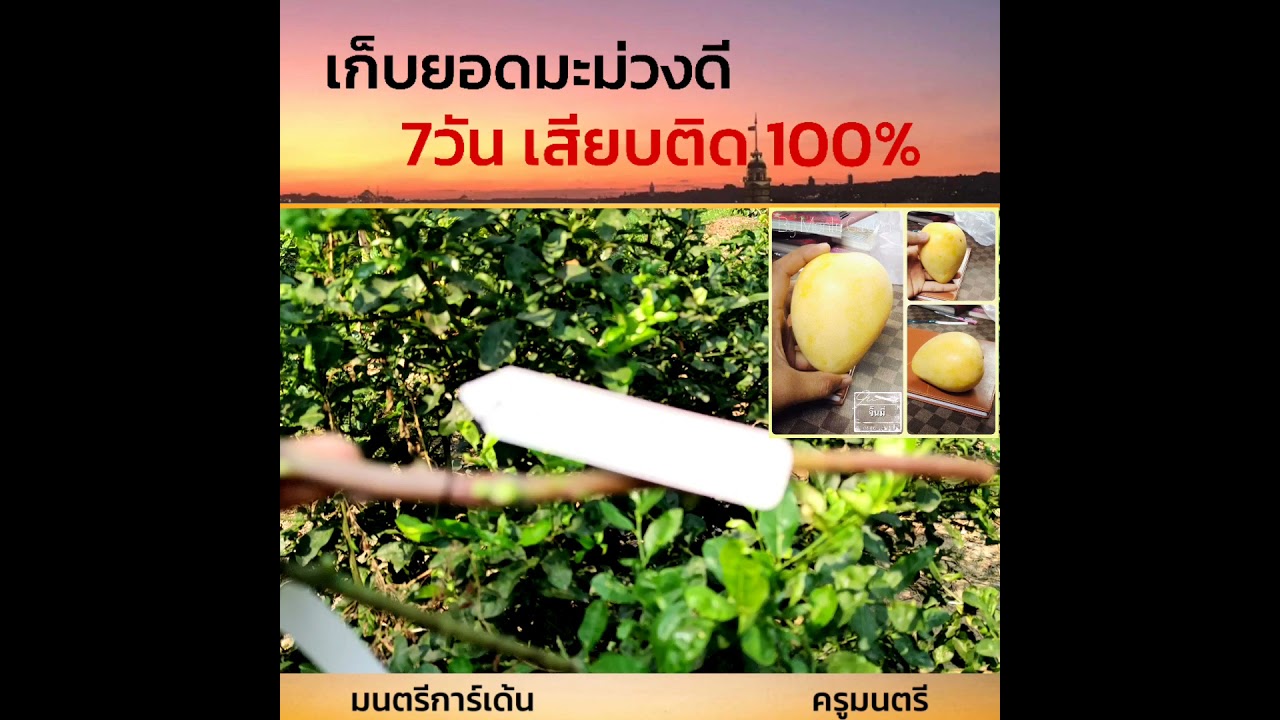 เก็บยอดมะม่วงดี7วันติด100%