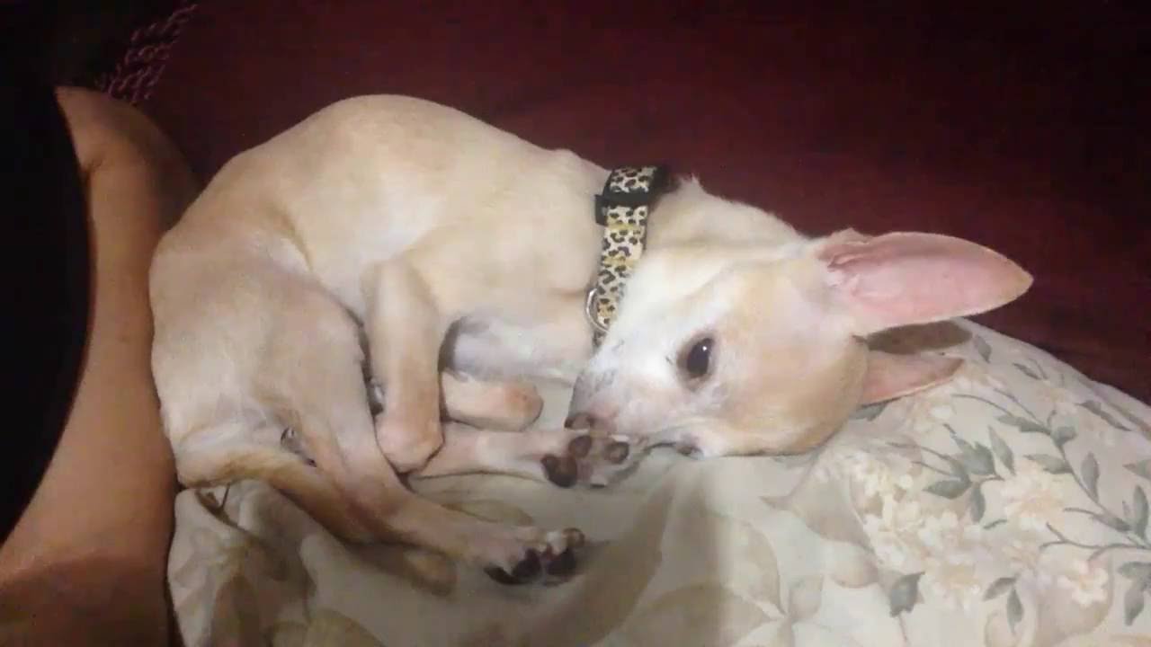 chihuahua lazy